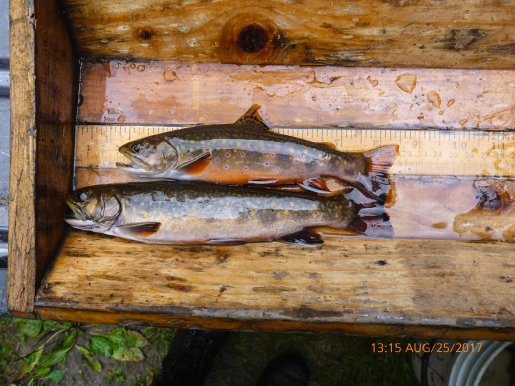 brook trout