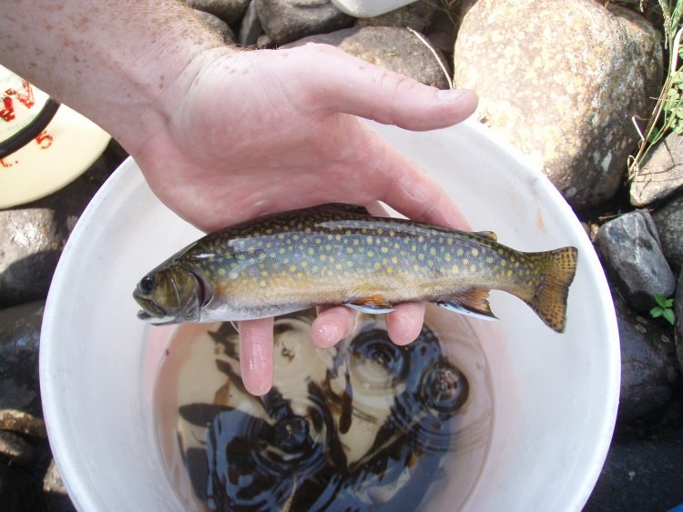 Brook trout