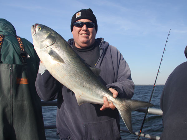 Monster bluefish