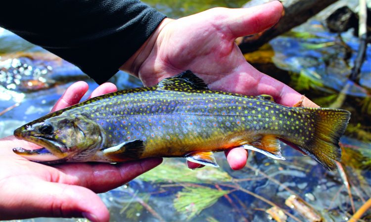 Brook Trout