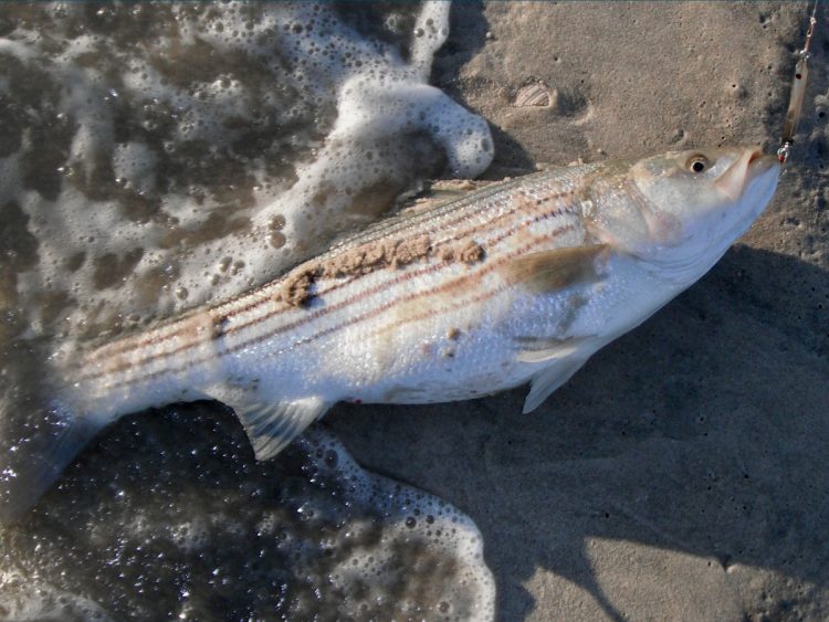 Sand Eel striped bass