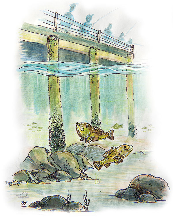 pier tautog pen and watercolor