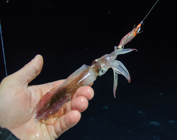 squid
