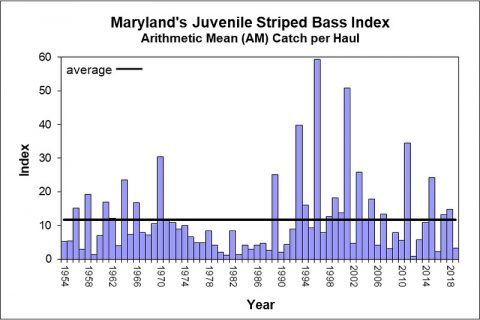 Striped Bass: 2019 Spawn Below Average