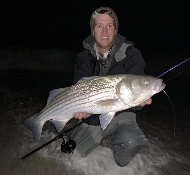 Striped bass