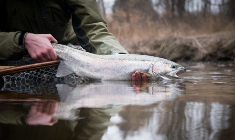 Steelhead