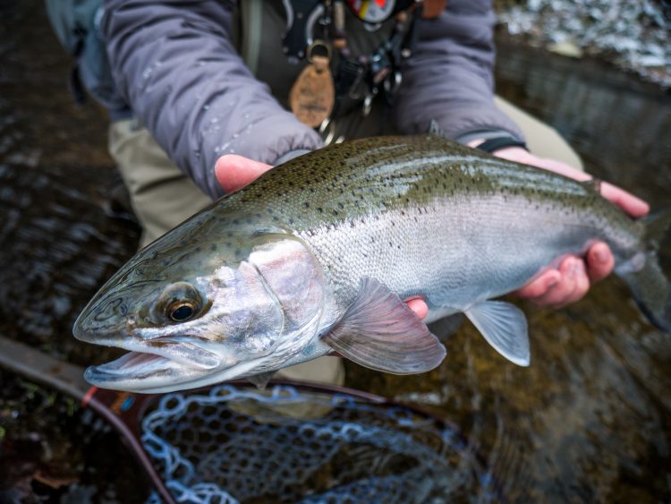 steelhead