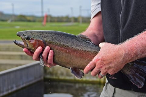 New Jersey Completes Winter Trout Stocking