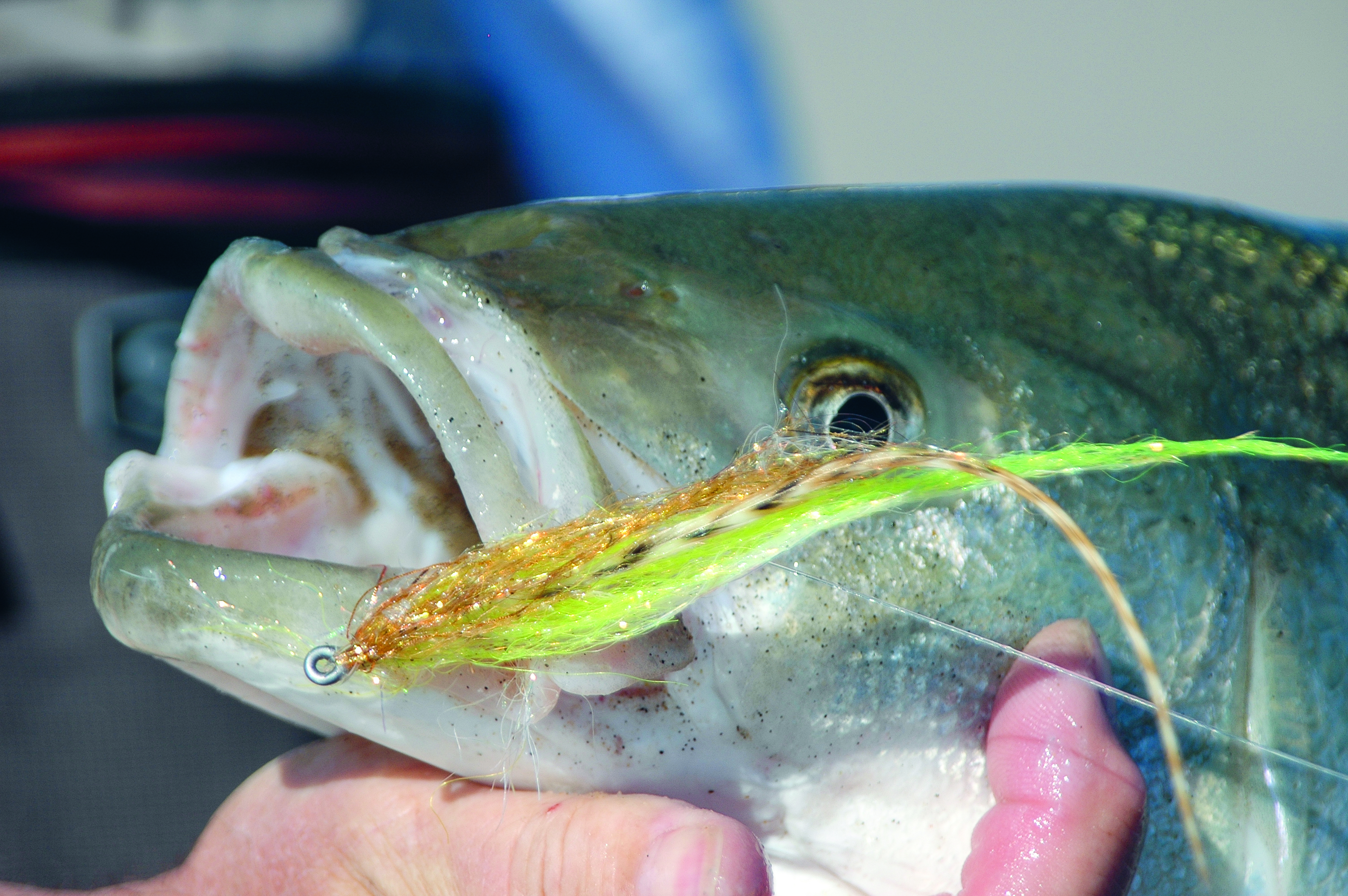sand eels