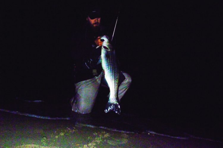 striped bass on sand eels in November
