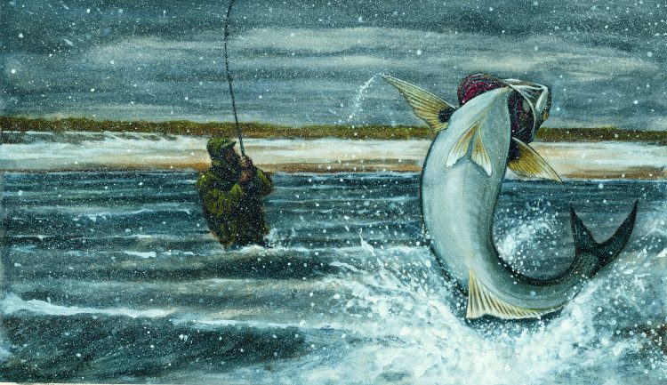 bluefish
