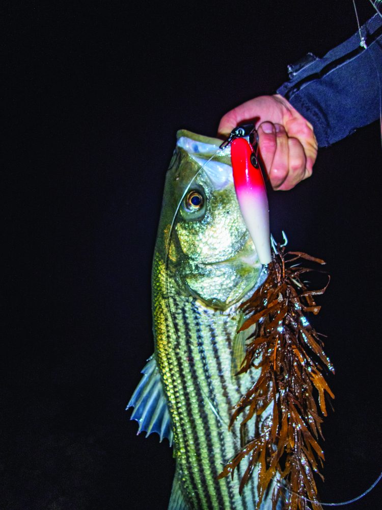striped bass on sand eels in November