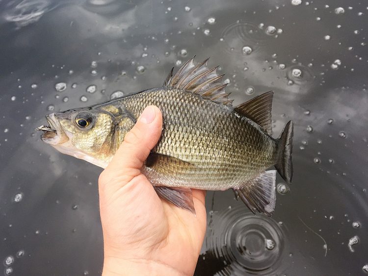 white perch