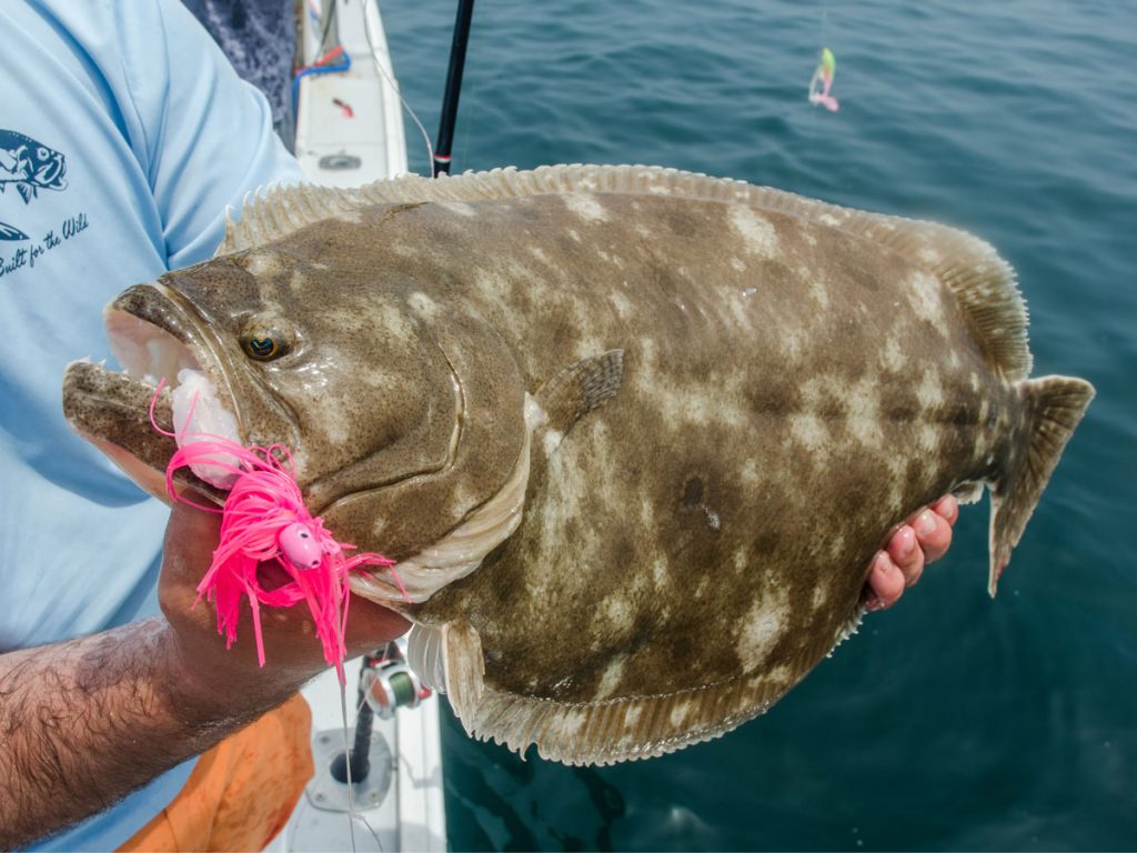fluke