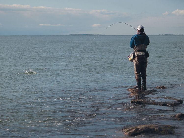 Fly fishing for schoolies