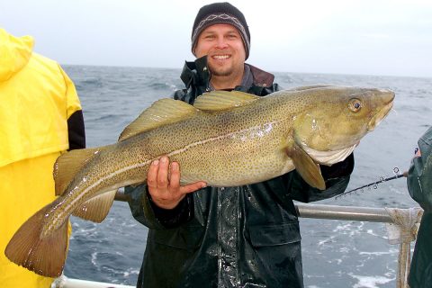 Large cod