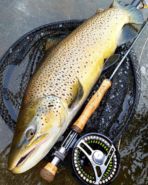 Lake Ontario tributary brown trout