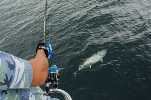 Video: Spinning Rod Bluefin on the New Shimano Stella SW