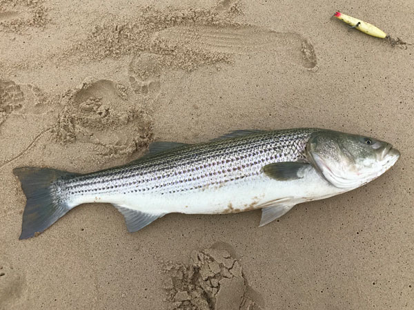 Lobosco 44-pound striped bass