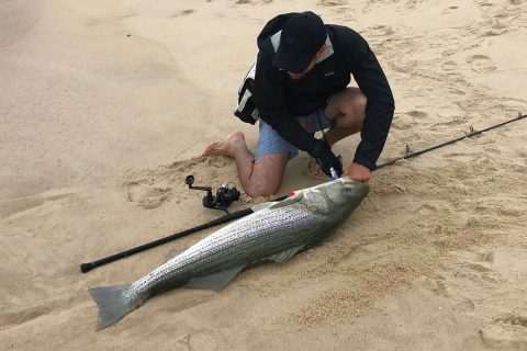 52-pound striped bass