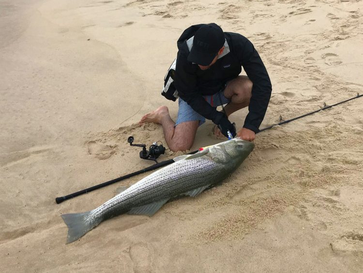 52-pound striped bass