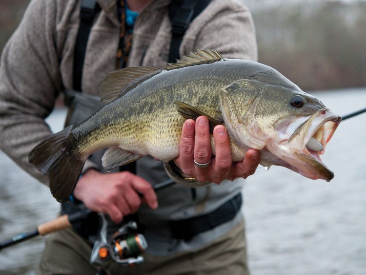 Surfcasting For Largemouths