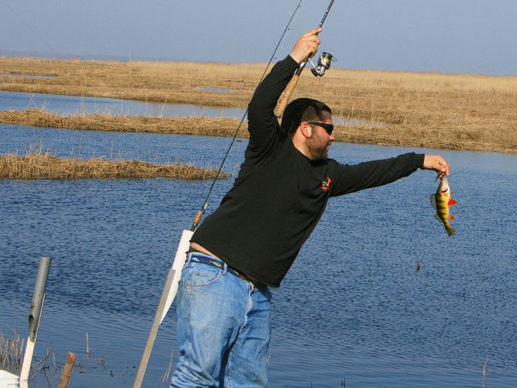 Tuckahoe yellow perch