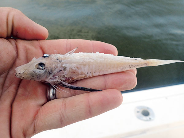 partly digested sea robins