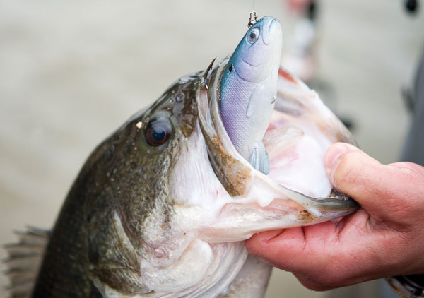 largemouth on swimbait