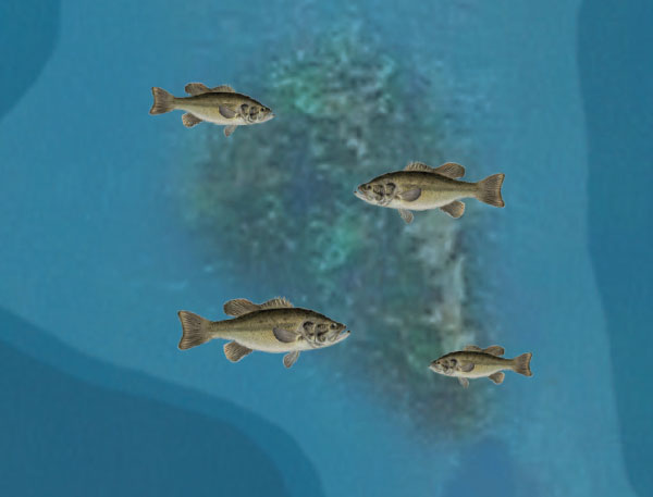 Largemouth on weedy hump