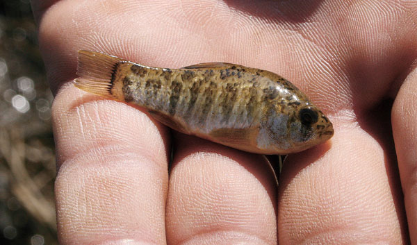 sheepshead minnow