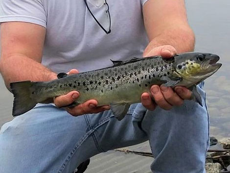 RI DEM stocking program