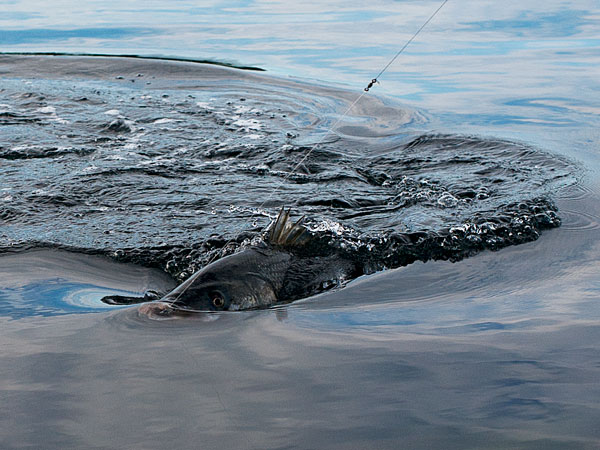 striper turning
