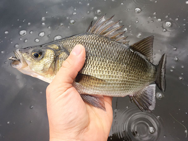 Tuckahoe white perch
