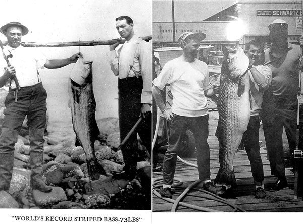 two Charlies and two 73-pound stripers