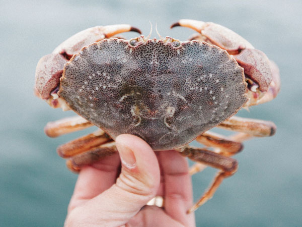 white-legger crab