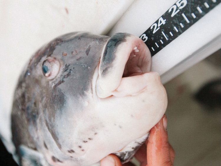 winter tautog on ruler