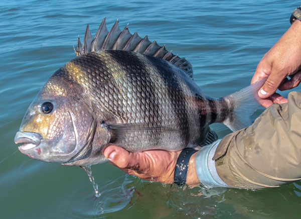 big New Jersey sheepshead