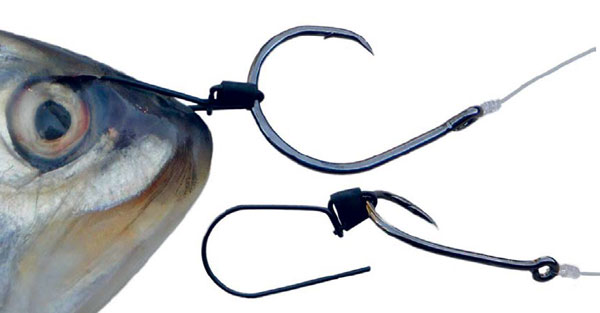 Ultimate Bait Bridle
