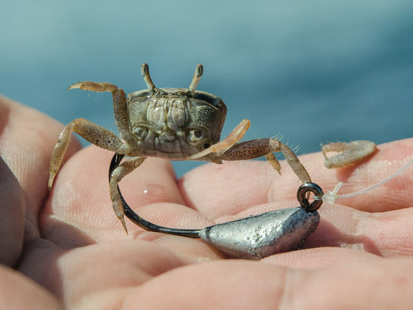 crab on a jighead