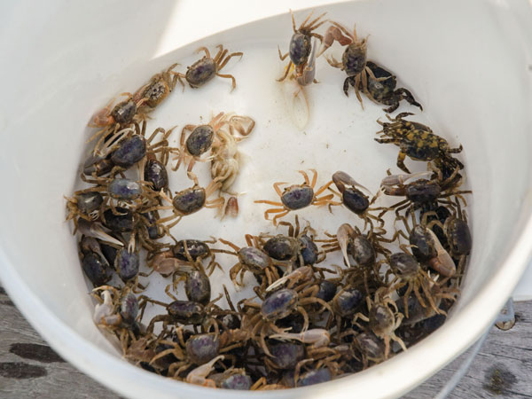 Fiddler crabs - bait for tautog