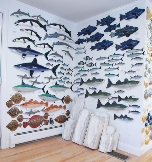 Grainger Pottery Sandwich species display