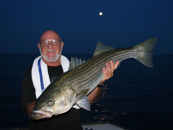 Montauk July striped bass