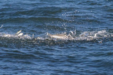 striper breaking on peanuts