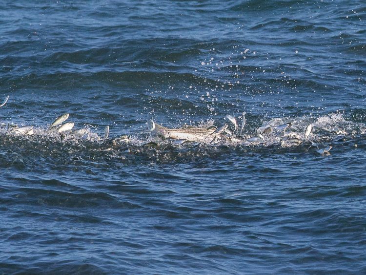striper breaking on peanuts