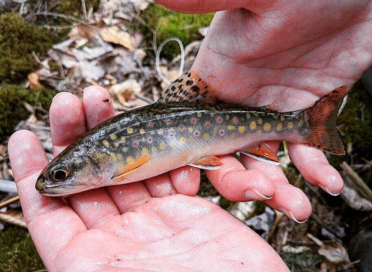 brook trout
