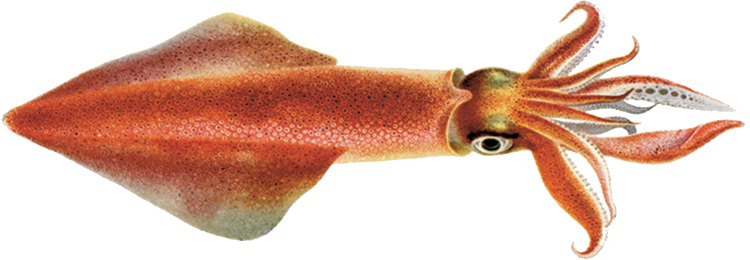longfin squid
