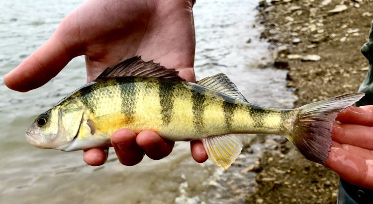 yellow perch