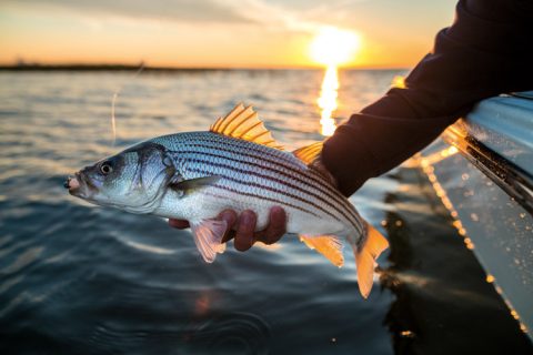 back bay striper