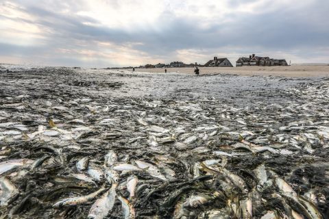 Epic Stories of Striper Blitzes